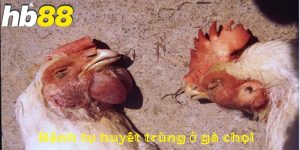bệnh tụ huyết trùng ở gà chọi