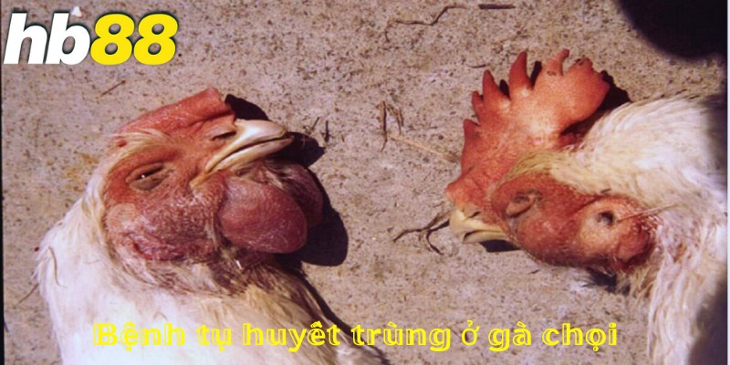 bệnh tụ huyết trùng ở gà chọi