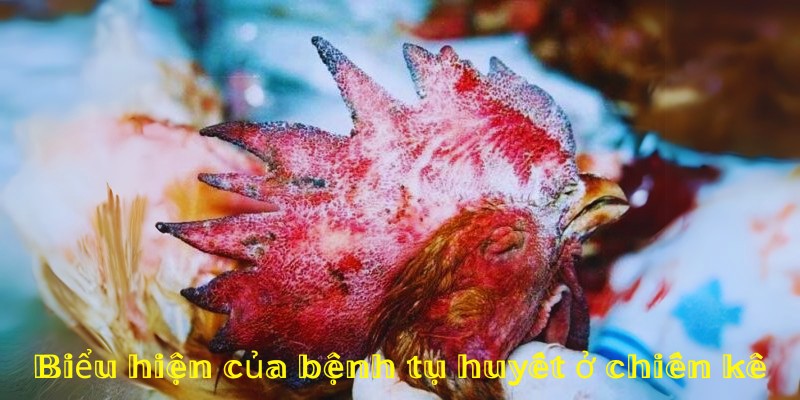 Biểu hiện của bệnh tụ huyết trùng ở chiến kê