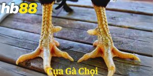 cựa gà chọi