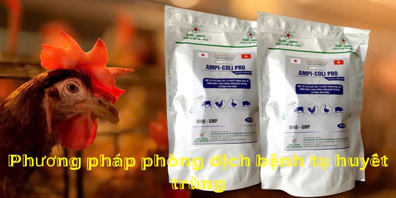 Phương pháp phòng dịch bệnh tụ huyết trùng