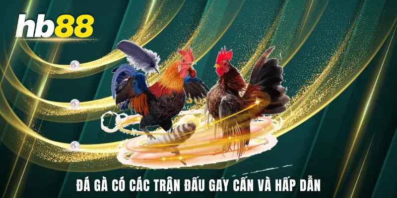 Đá gà có các trận đấu gay cấn và hấp dẫn